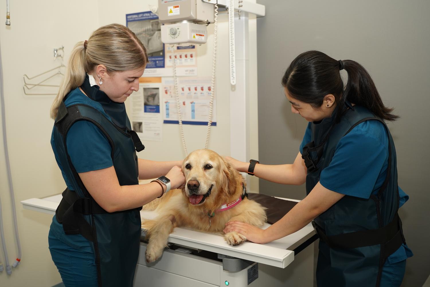 Dog getting a checkup from Vet