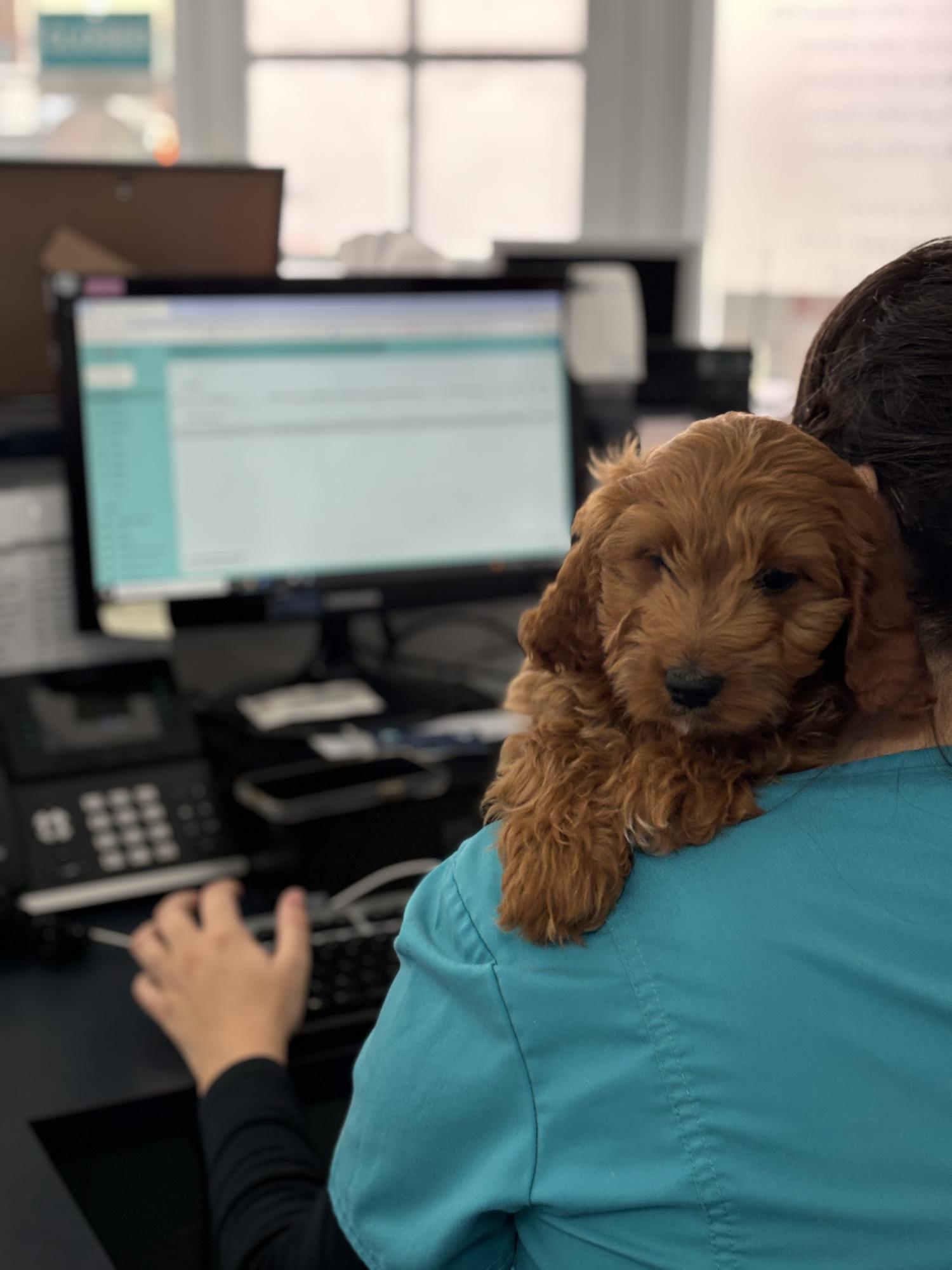 Dog with a vet